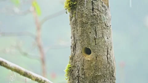 Tropical birds Stock Footage 229519382