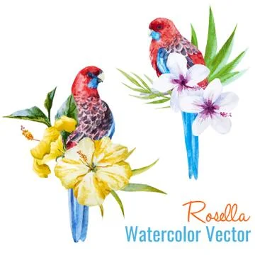 Tropical birds Stock Illustration