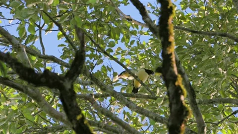 Tropical birds perched on tree branches near Garganta del Diablo (Devil's Stockbeeldmateriaal 334122941