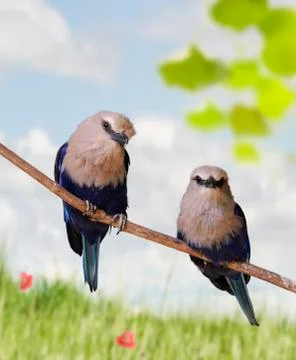 Tropical birds Stock Photos