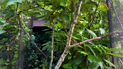Tropical Birds On Tree Branches Stock Footage 204822255