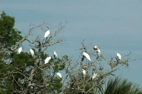 Tropical Birds In Tree Stock Footage 530431