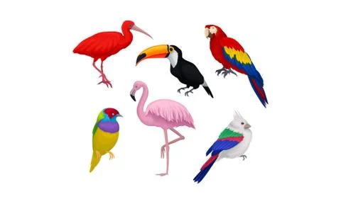 Tropical Birds Vector Isolated On White Background Set 스톡 일러스트