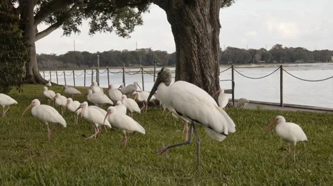 Tropical birds.mov Stock Footage 50139582