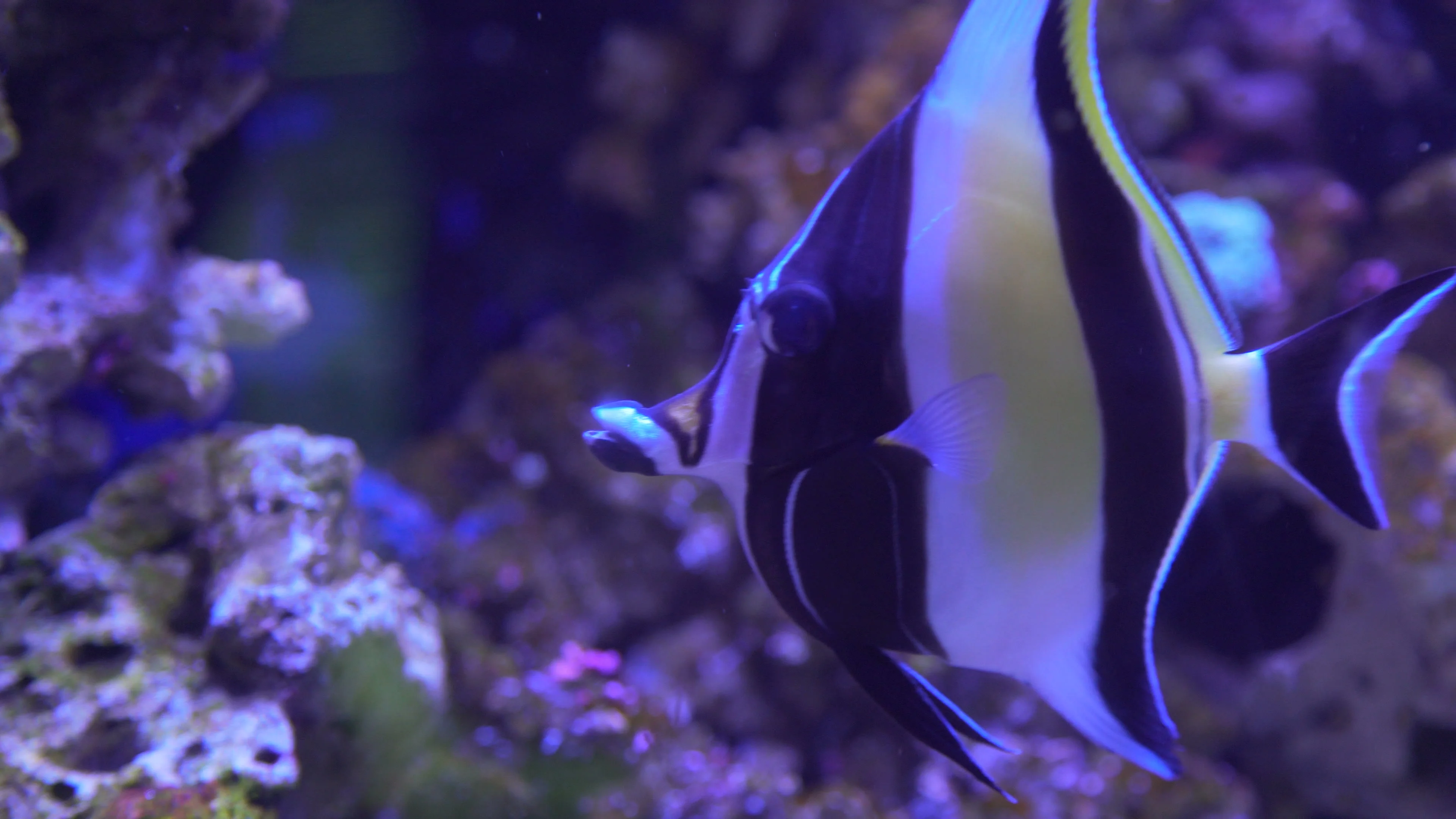 black and white tropical fish