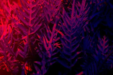 Tropical black light glowing leaves. Stock Photos