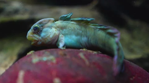 A Tropical blenny fish  Stock Footage 267554907