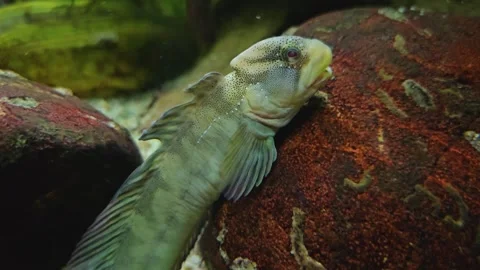 A Tropical blenny fish Stock-Footage 275509521