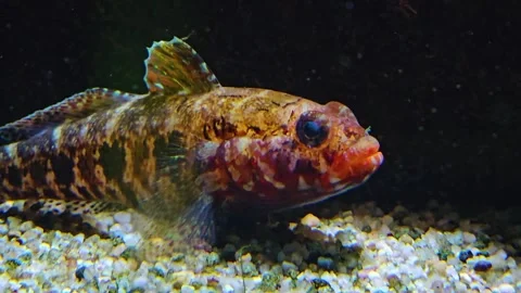 A Tropical blenny fish Stock Footage 277384078