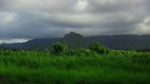 Tropical blowing tall grass foreground, green mountain peak, overcast,plate Stock Footage 80505637