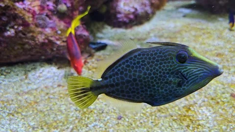 A tropical blue file fish Stock Footage 267456165