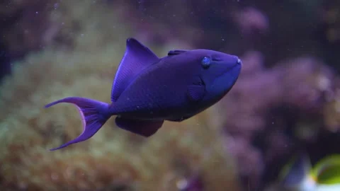  Tropical blue fin fish  Stock Footage 296547713