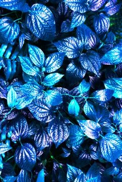 Tropical blue leaf Stock Photos