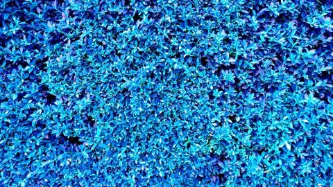 Tropical blue leaf Stock Photos