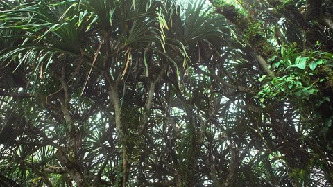 Tropical with a blue sky, clouds and mist. Stock Footage 107833857