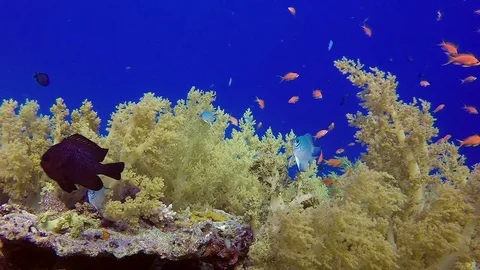 Tropical Blue Water with Broccoli Soft Coral Stock Footage