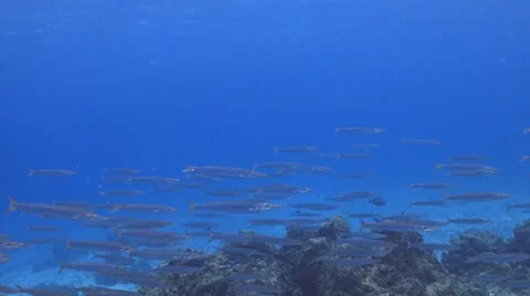 Tropical blues Видео 7137863