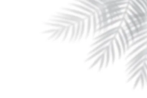 Tropical blurred leaf. Light overlay transparent effect. 库存插图
