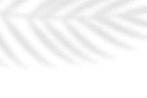 Tropical blurred leaf. Light overlay transparent effect. イラスト素材