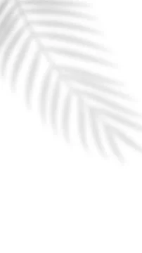 Tropical blurred leaf. Light overlay transparent effect. 库存插图