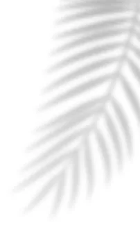 Tropical blurred leaf. Light overlay transparent effect. 库存插图
