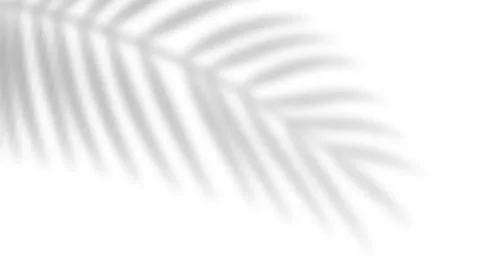 Tropical blurred leaf. Light overlay transparent effect. 库存插图