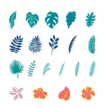Tropical Botanical Illustrations Stock Illustration