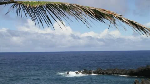 Tropical branch Stock Footage 20500807