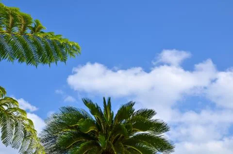 Tropical branches Stock Photos
