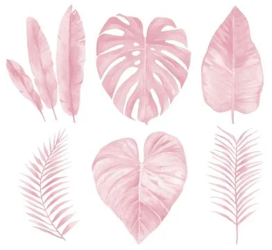 Tropical branches set. Light pink leaves. Watercolour illustration on white Stock Illustration