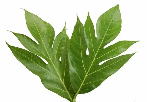 Tropical of Breadfruit leaf isolated on white background Stock Photos