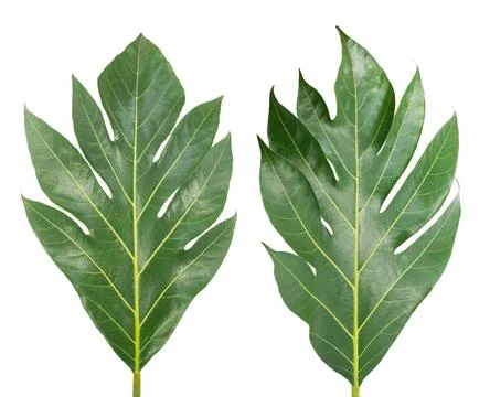 Tropical of Breadfruit leaf isolated on white background Stock Photos