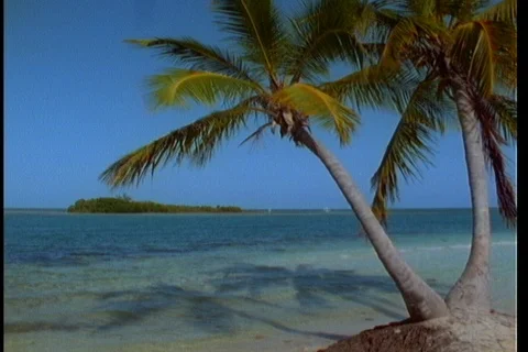 Tropical breeze through beach palm tree- ocean behind Video stock 122114331