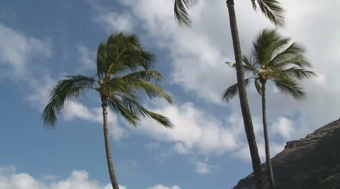 Tropical Breezes Stock Footage 54709308