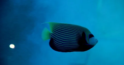 Tropical bright fish in clear water Stock Footage