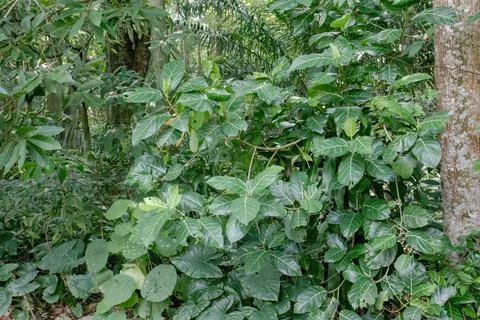 Tropical broadleaf shrub with bold leaf vein texture Stock Photos