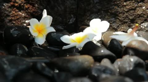 Tropical brook Stock Footage 10887971