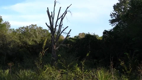 Tropical Bushes up to Dead Tree Stock Footage 166115899