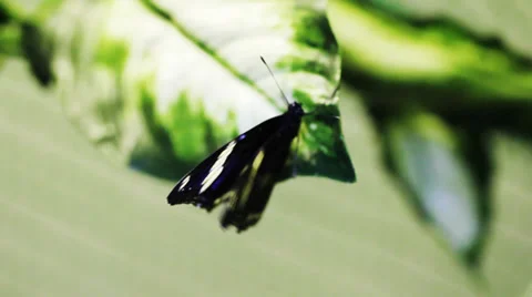 Tropical Butterfly 2 Stock-Footage 32475819