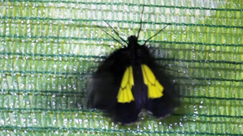 Tropical Butterfly 3 Stock Footage 32475889