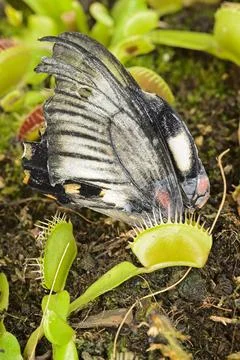 Tropical butterfly captured by a Venus flytrap carnivorous plant. Stock Photos