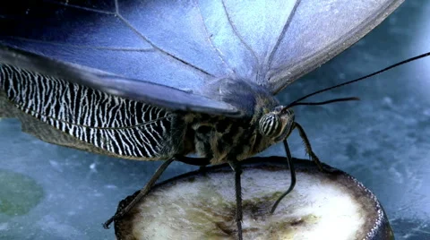 Tropical Butterfly 스톡 동영상 4157215