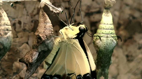 Tropical Butterfly Stock Footage 4157331