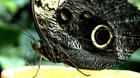 Tropical Butterfly Stock Footage 4157417