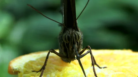 Tropical Butterfly Stock Footage 4157497