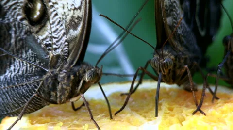 Tropical Butterfly Stock Footage 4157725