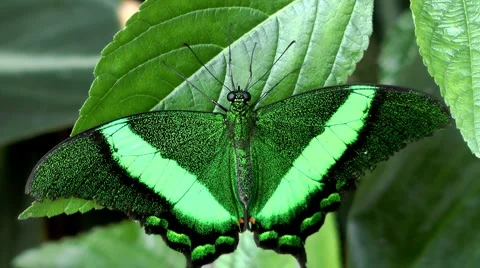 Tropical Butterfly Stock Footage 4157889