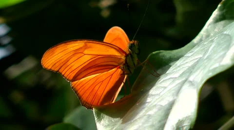 Tropical Butterfly Stock Footage 4158185