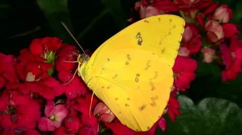 Tropical Butterfly Stock Footage 4158280