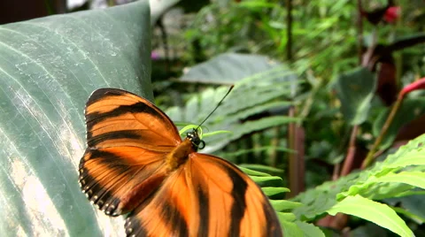 Tropical Butterfly 스톡 동영상 4158718